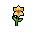 Daffodil, growth stage 5 of 5