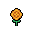 Marigold, growth stage 5 of 5