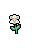 Snowdrop Anemone, growth stage 5 of 5
