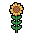 Sunflower, growth stage 5 of 5