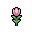 Tulip, growth stage 5 of 5