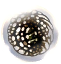 Fragile Greed