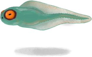 Toadpoles